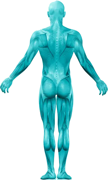 Ihmisen lihaksisto piirrettynä.